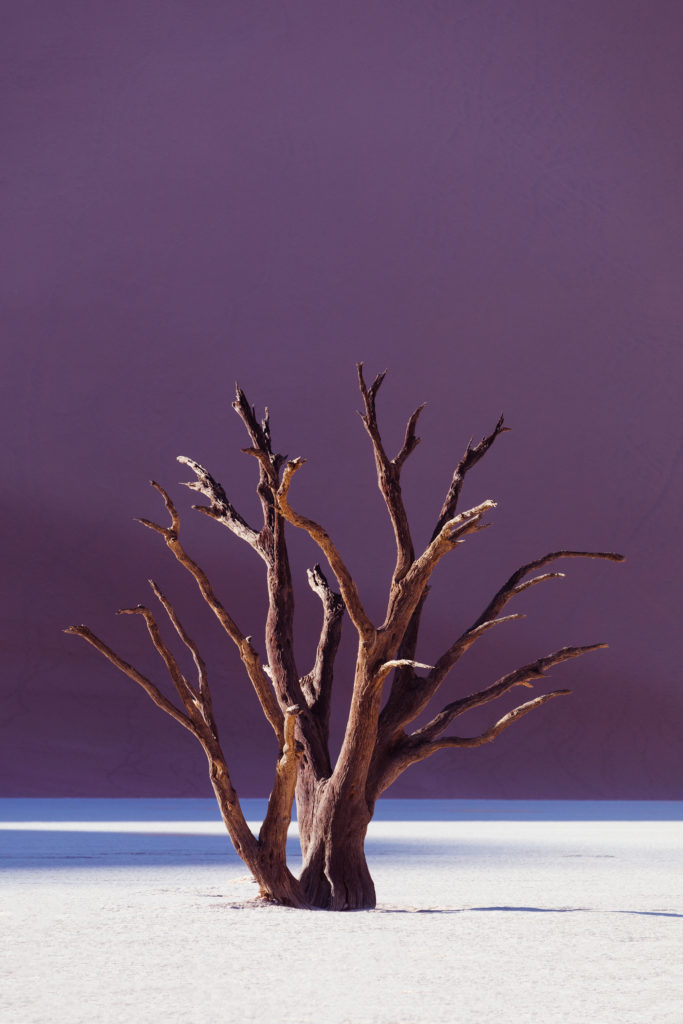 dead tree white clay purple background in deadvlei namibia